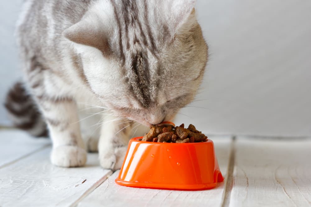 Best Cat Food for Weight Loss: 7 Healthy Options