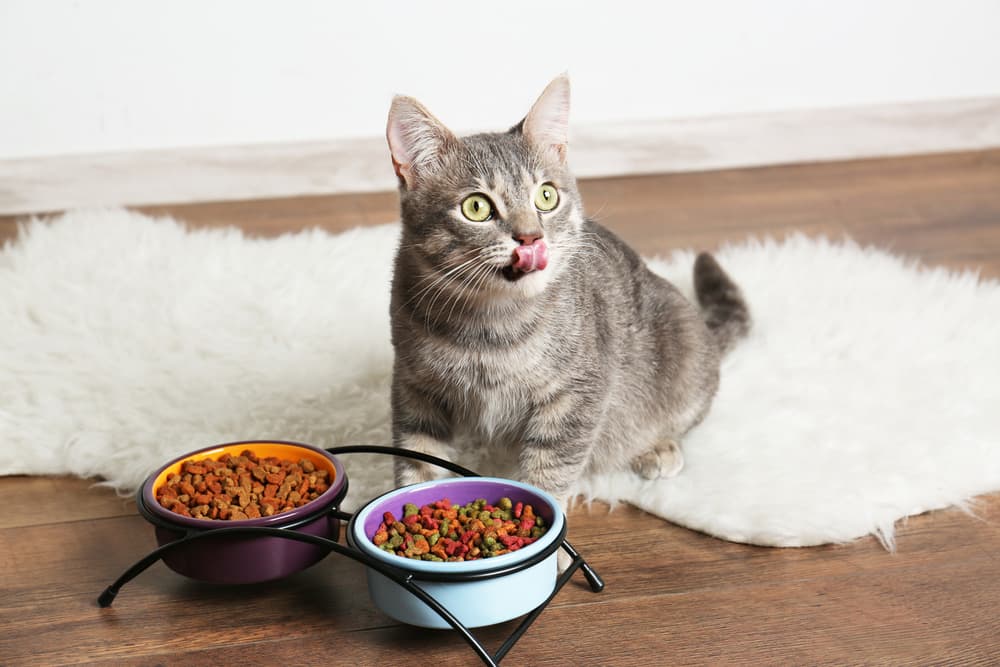 Cat looking up confused but in front of him is high-calorie cat foods