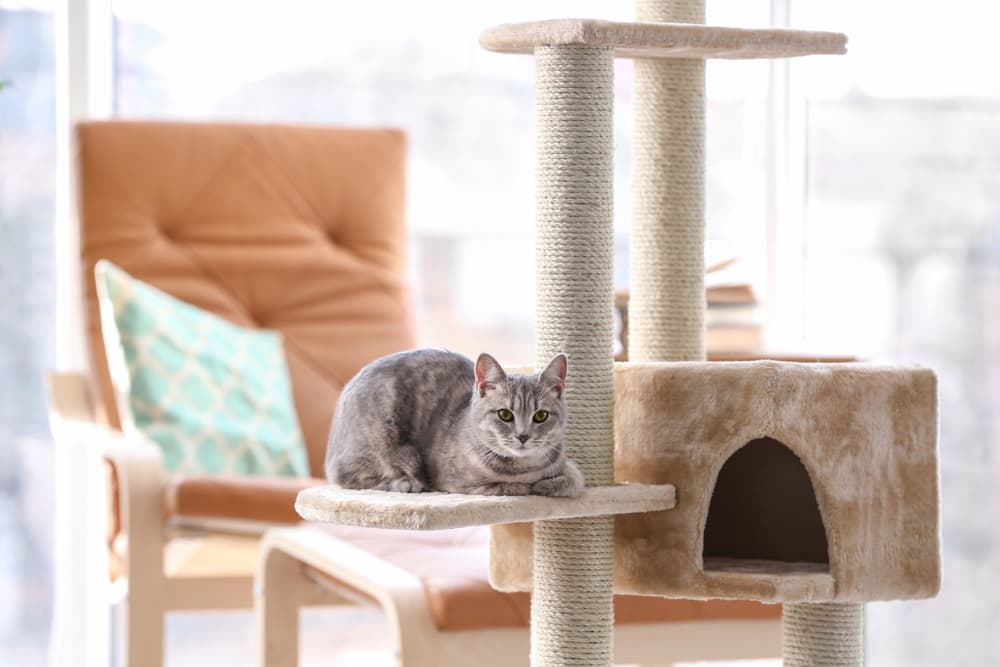 8 Best Cat Trees and Towers on Amazon
