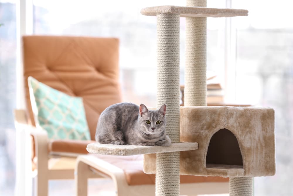 cat lounging on a cat tree