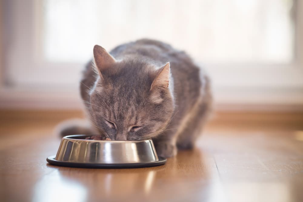 8 Best Grain-Free Cat Foods in 2024