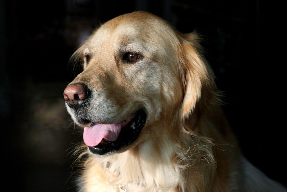 Portrait of Labrador retriever smiling 