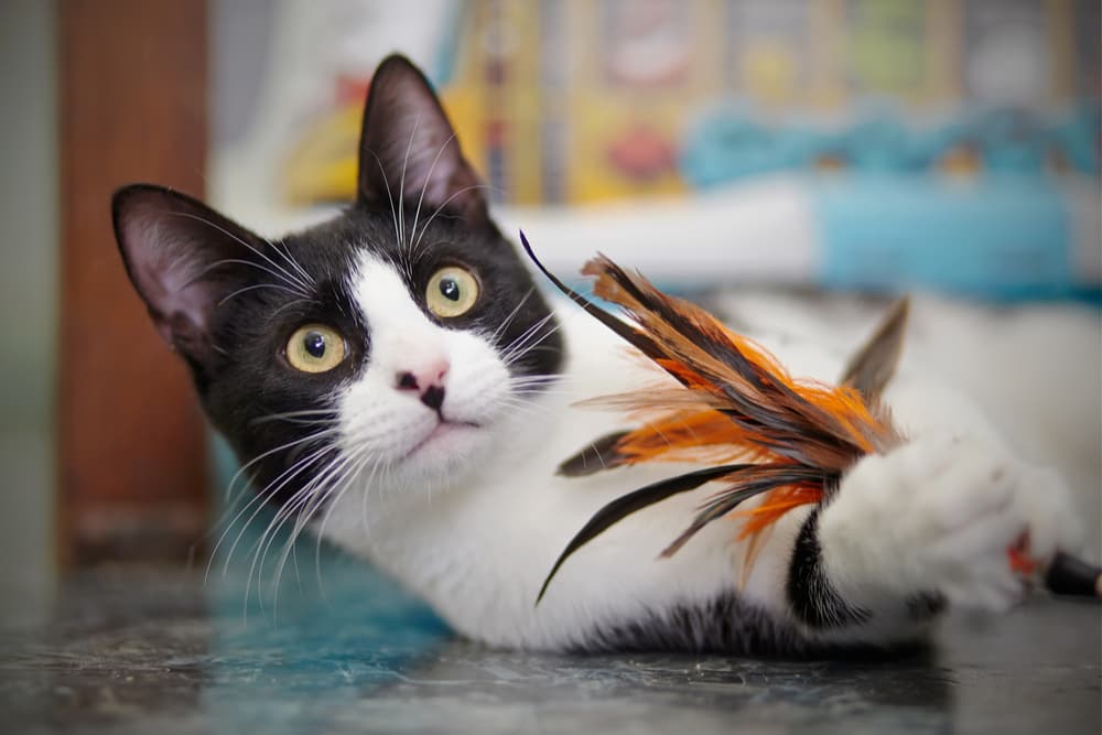 Cat playing with cat toy on the ground