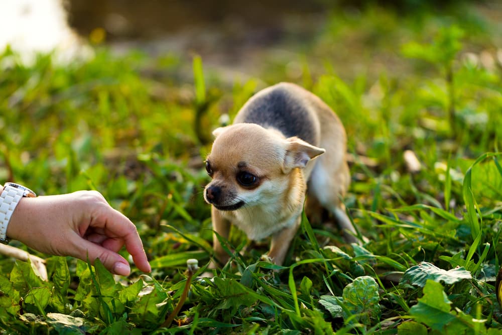 These Dog Anxiety Products Can Help Calm Your Anxious Pup