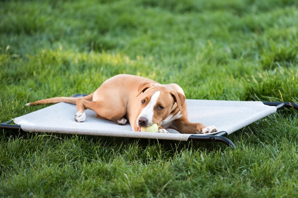 Puppy outside on elevated dog bed in grass