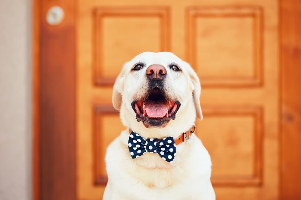 Happy dog wearing a bow tie at home