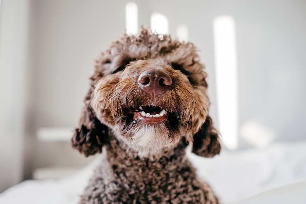 happy dog smiling