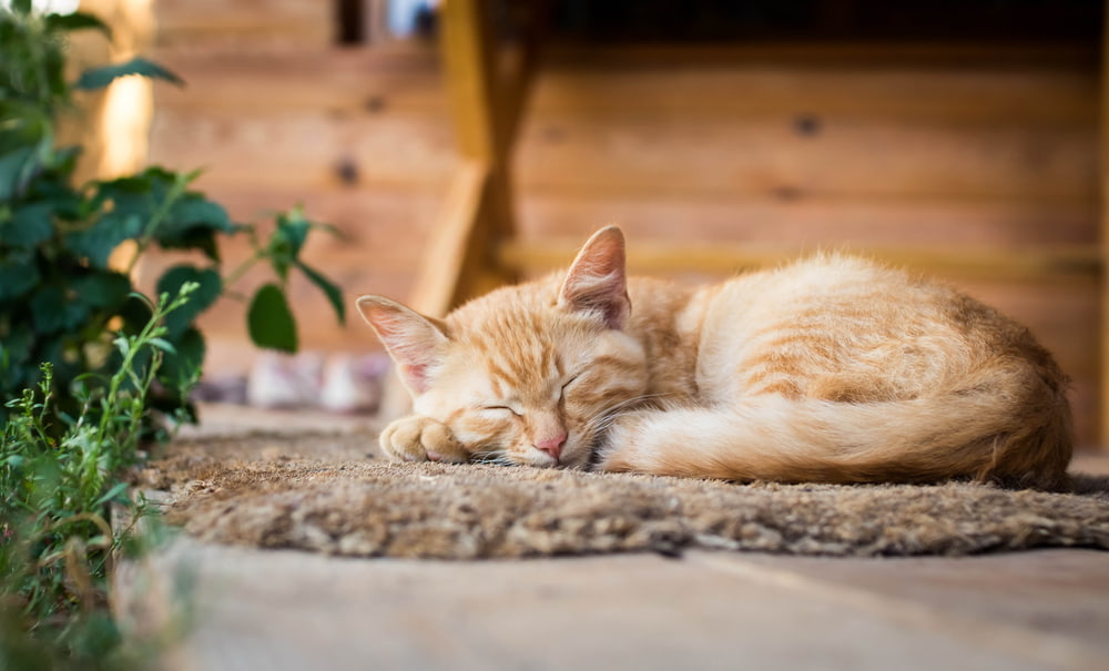 Cat lying on rug