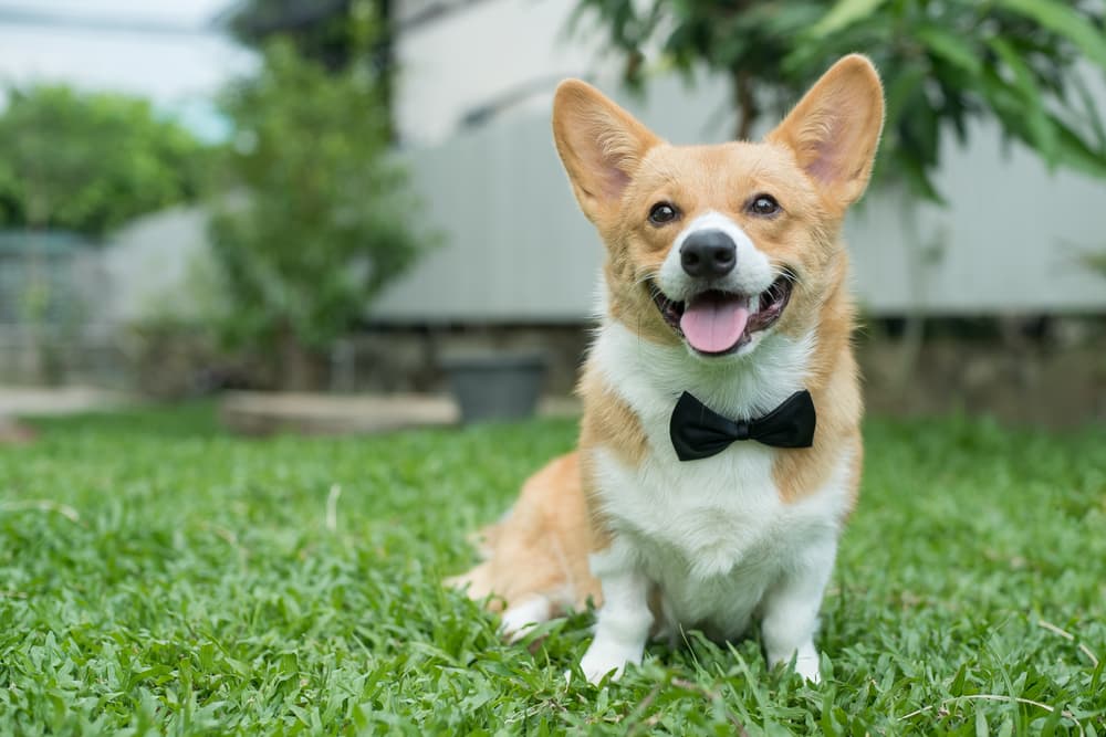 11 Dog Bow Ties for Your Dashing, Debonair Canine