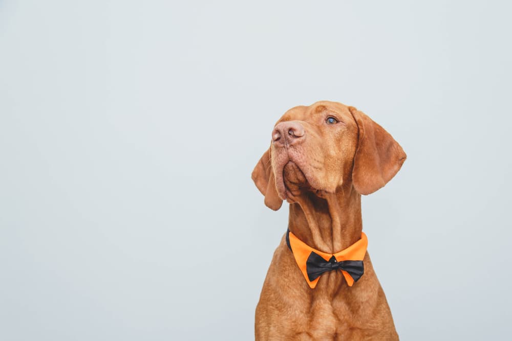 Very sweet happy dog in a bow tie