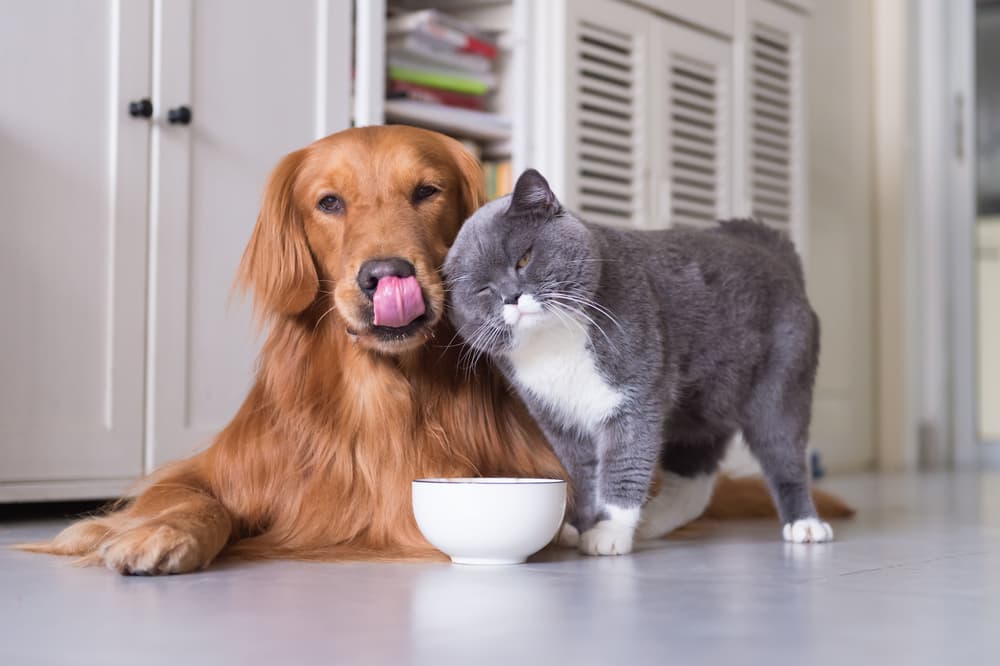 Dog and cat with water bowl in kitchen
