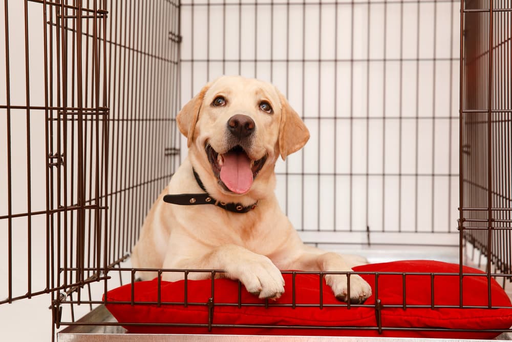Labrador puppy in dog crate