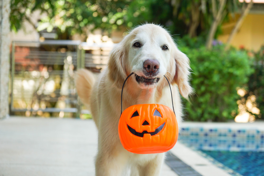 Dog carrying jack o lantern container in mouth