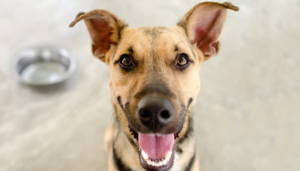 dog smiling after eating