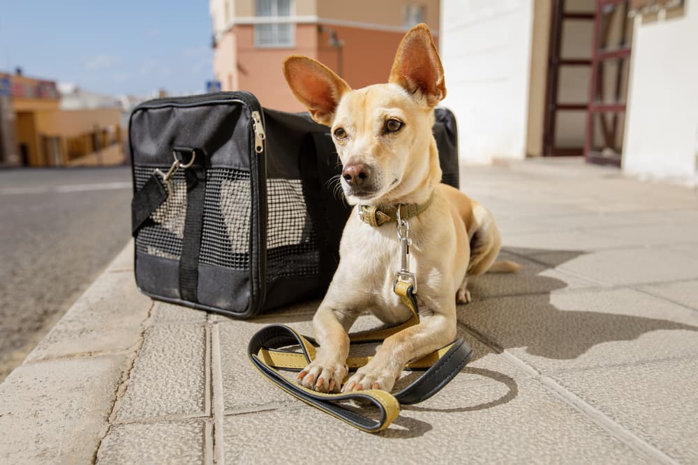 Dog sitting next to plane bag dog carrier