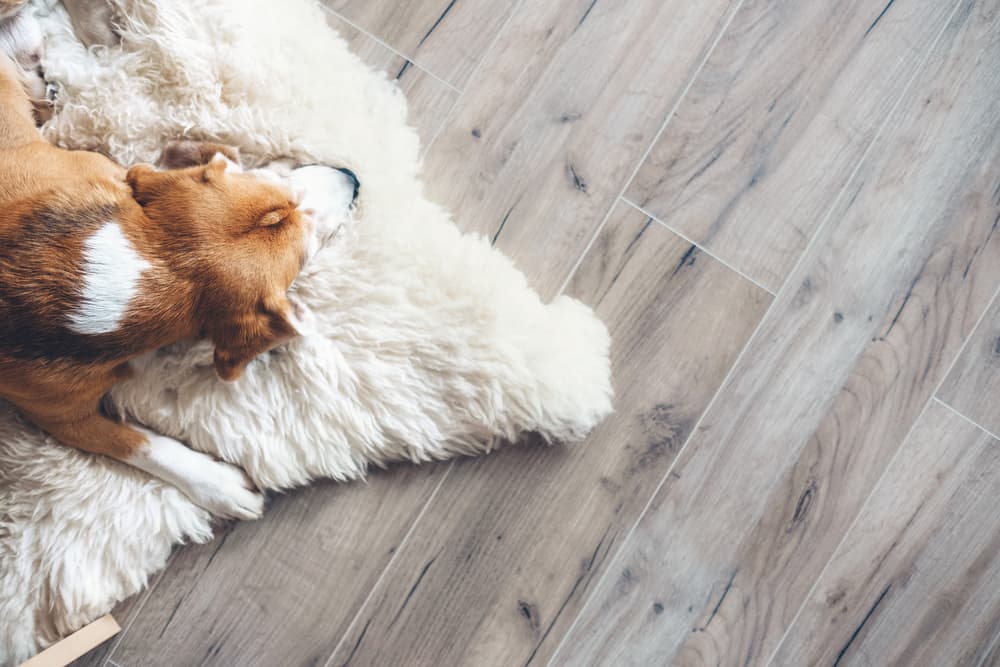 dog on new flooring