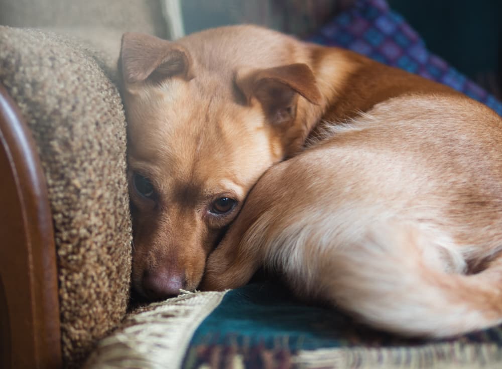Anxious dog curled on sofa