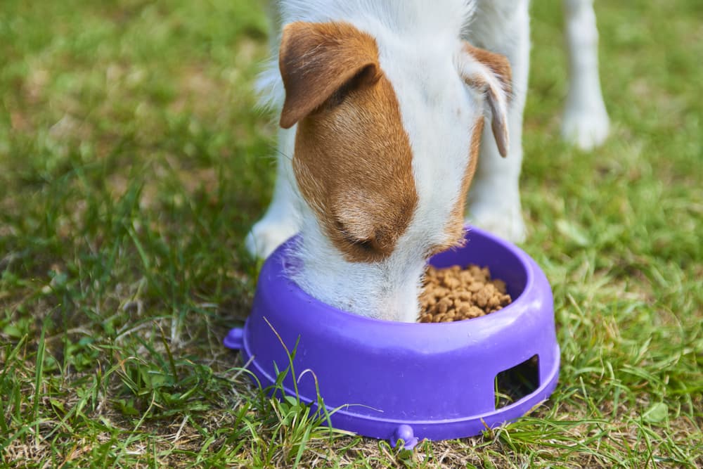Dog eating out of a bowl outside