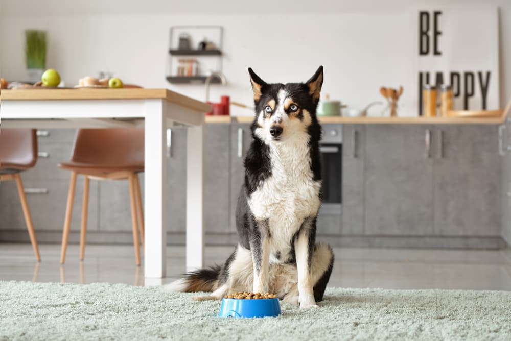 This Slow Feeder Dog Bowl Is Loved by Thousands of  Shoppers