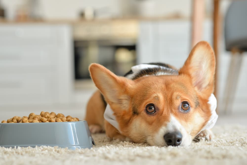 Mountain Slow Feeder Dog Bowl 