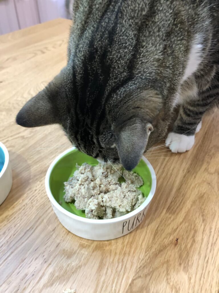 Cat eating Smalls fresh food 