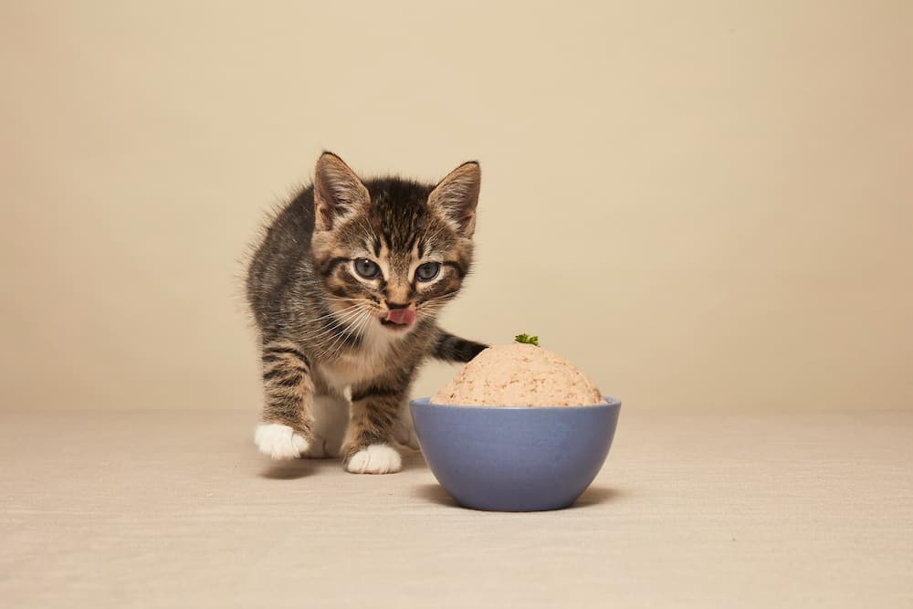 kitten eating Smalls human-grade fresh food