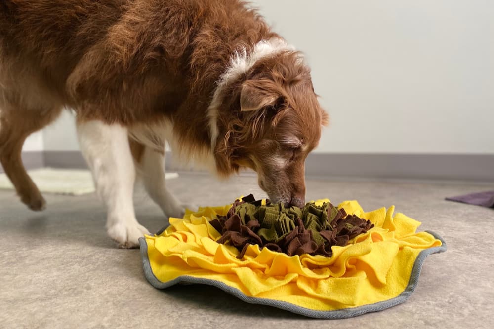  robots master 20CM Dog Sniffing Mat Toys for Dog