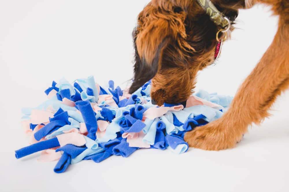 Dog sniffing snuffle mat at home