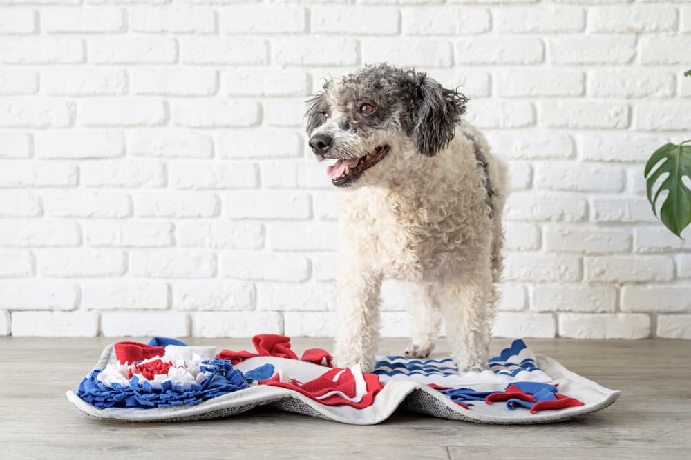 Dog standing on top of a snuffle mat