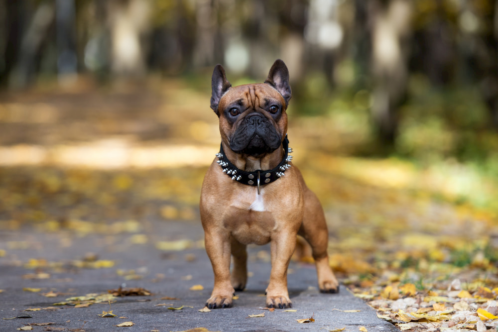 7 Spiked Dog Collars for Punk-Rock Pups