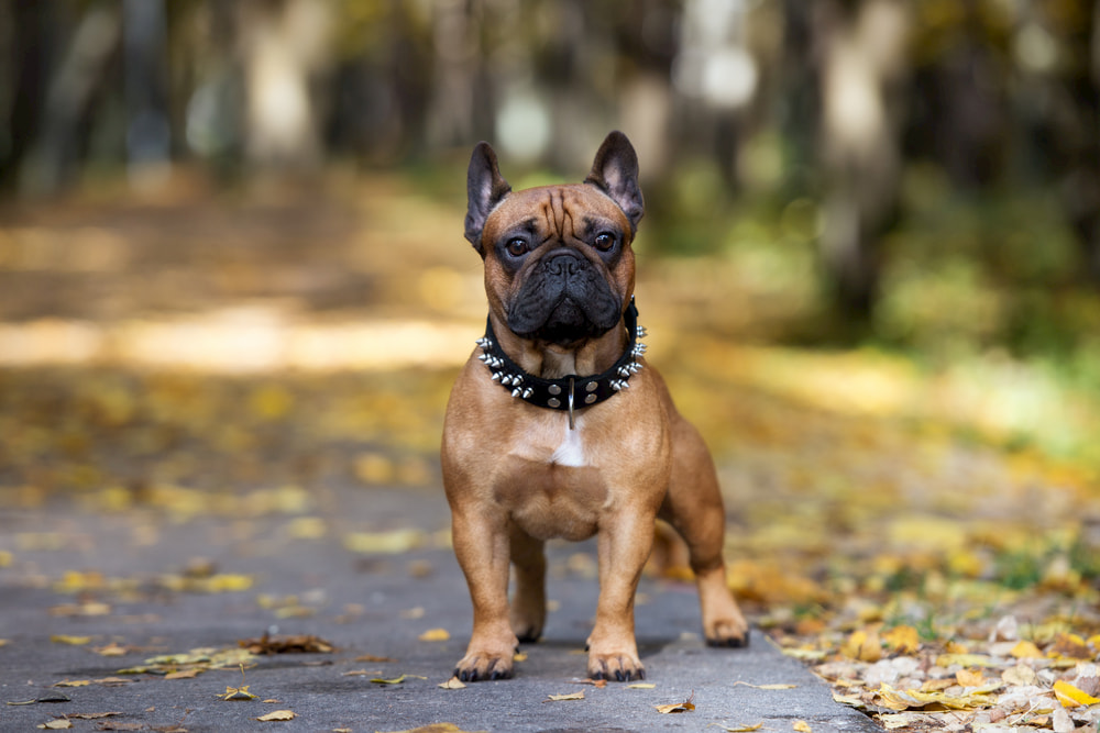 Classic Leather Cool Spiked Studded Adjustable Pet Collars For Large Dogs