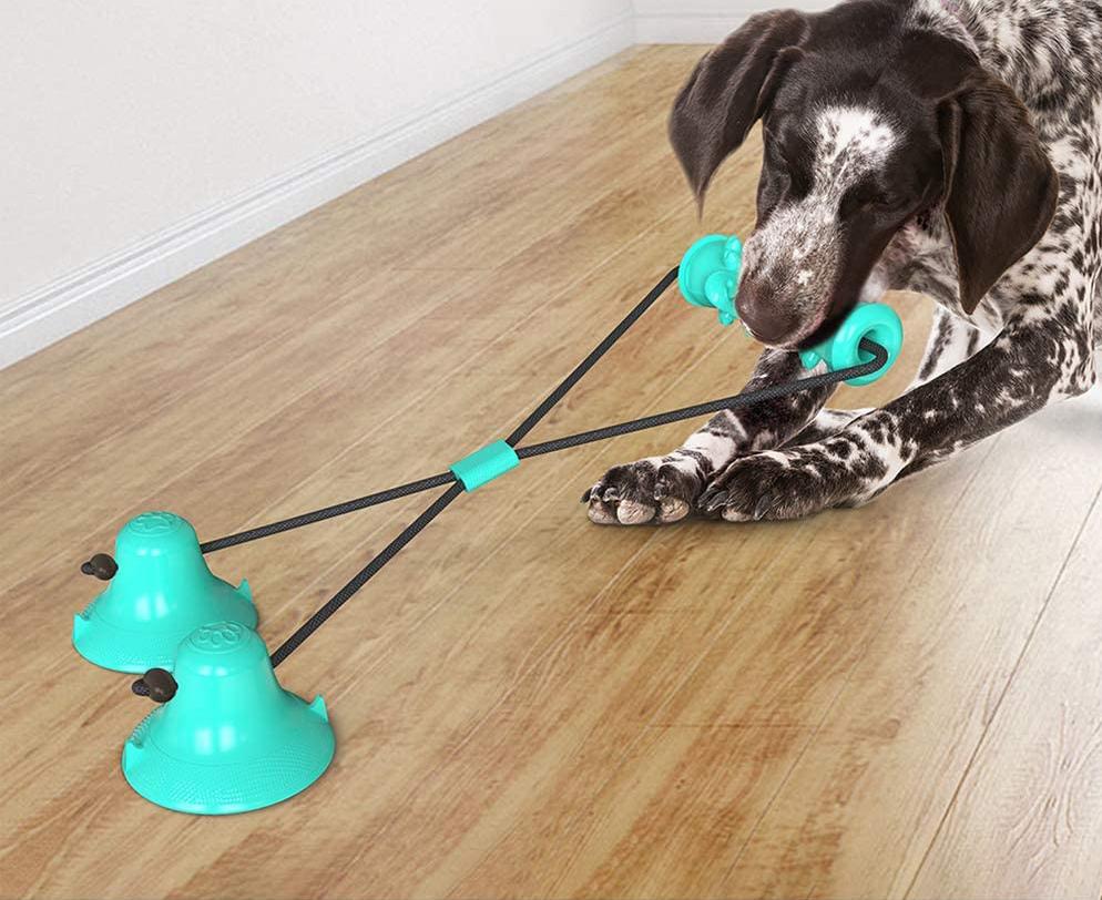 dog playing with blue suction-cup toy