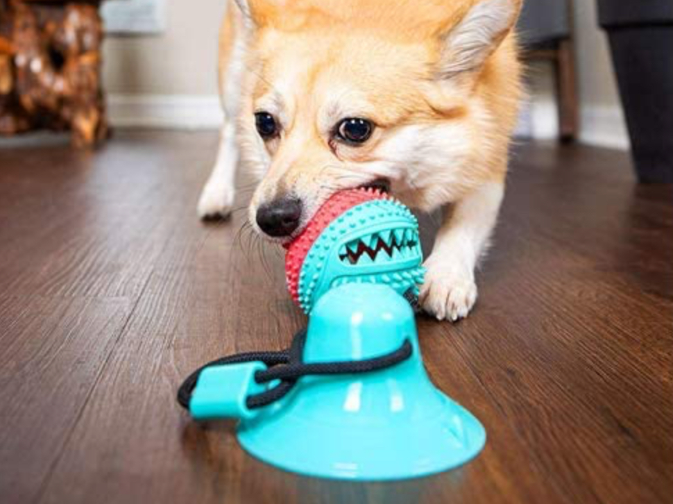 5 Fun Suction-Cup Dog Toys to Keep Canines Busy