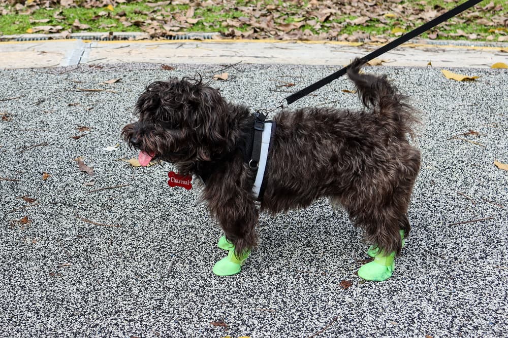 Dog walking on hot pavement in dog shoes