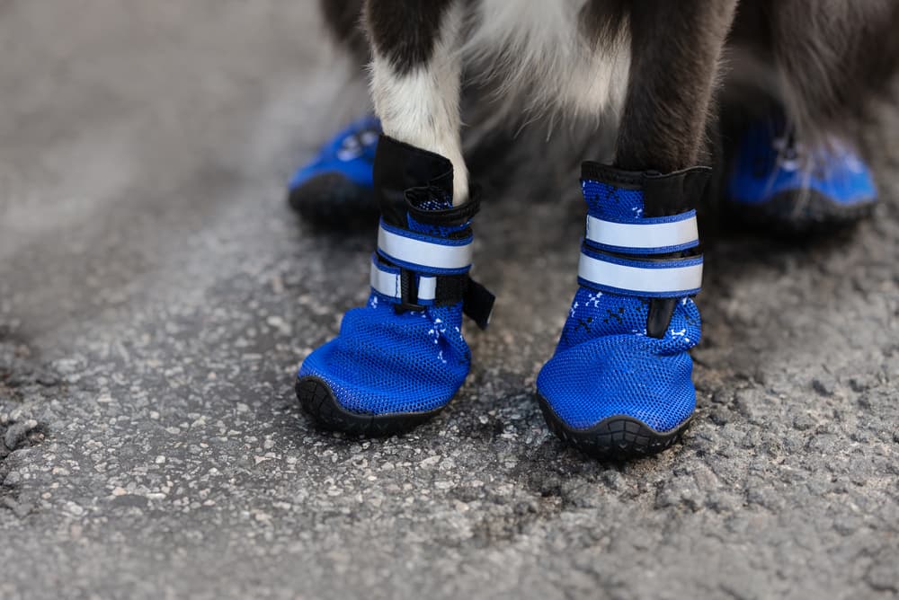 Close up of dog shoes