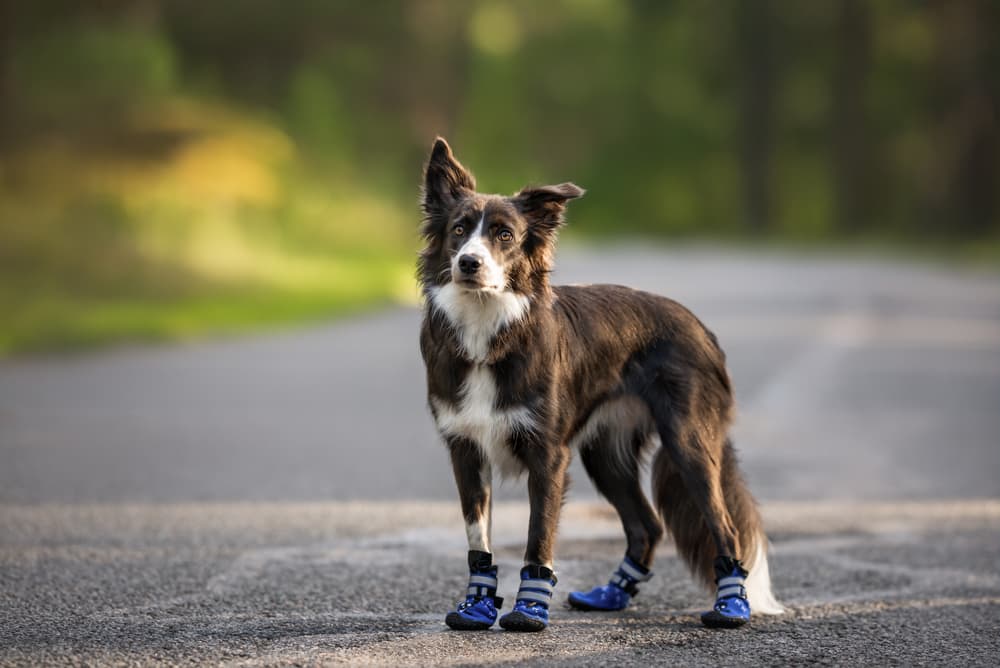 7 Safe Dog Shoes Summer - Vetstreet Vetstreet