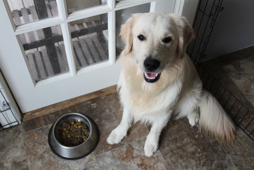Big dog with bowl of Sundays for Dogs dog food