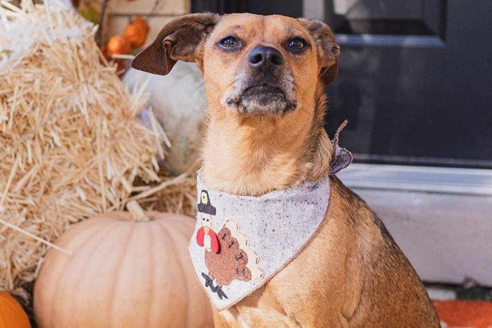 Thanksgiving dog bandana