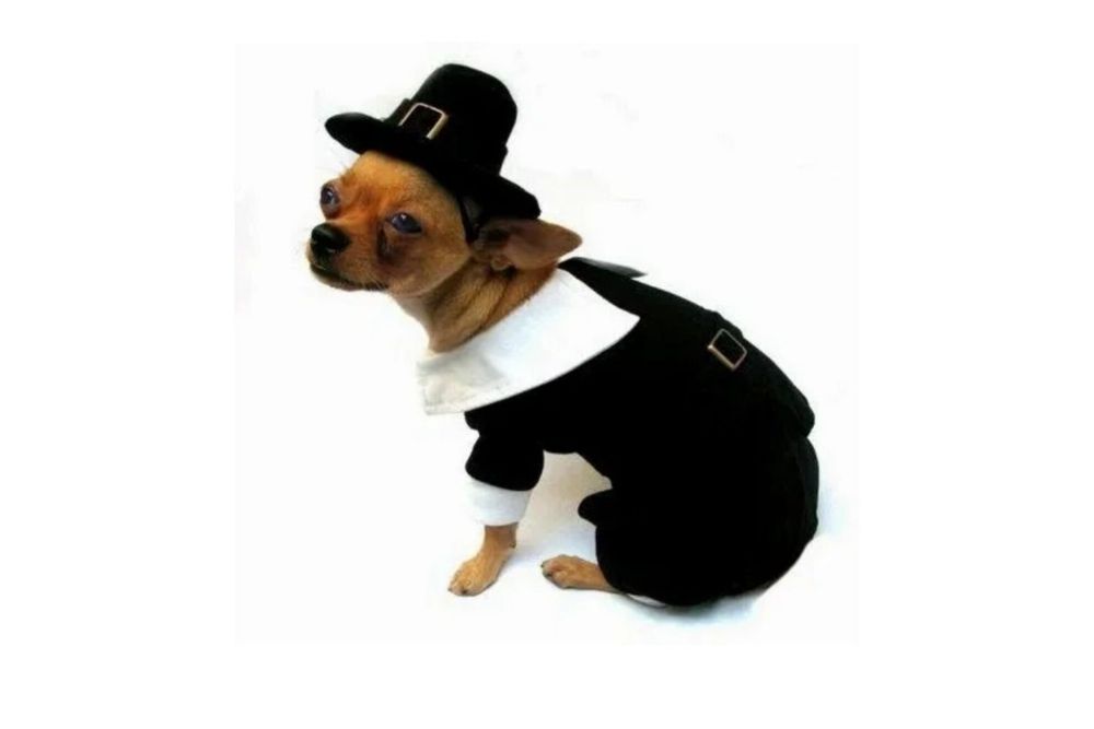 Dog Pilgrim Costume