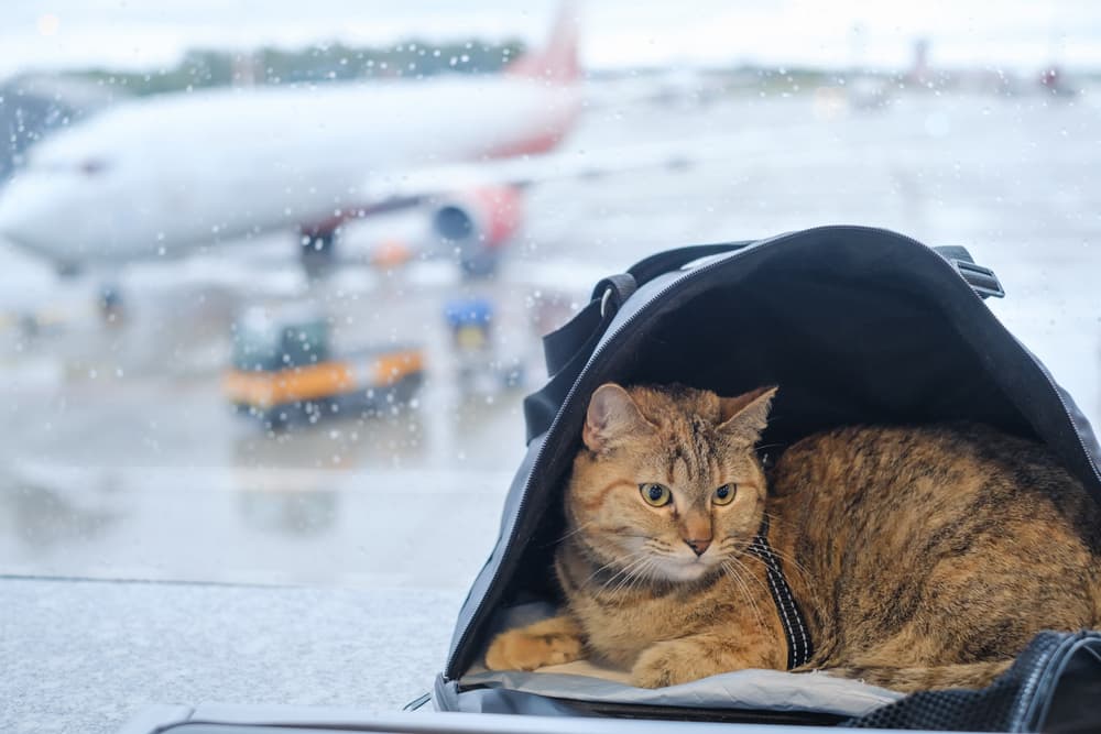 Cat traveling at an airport