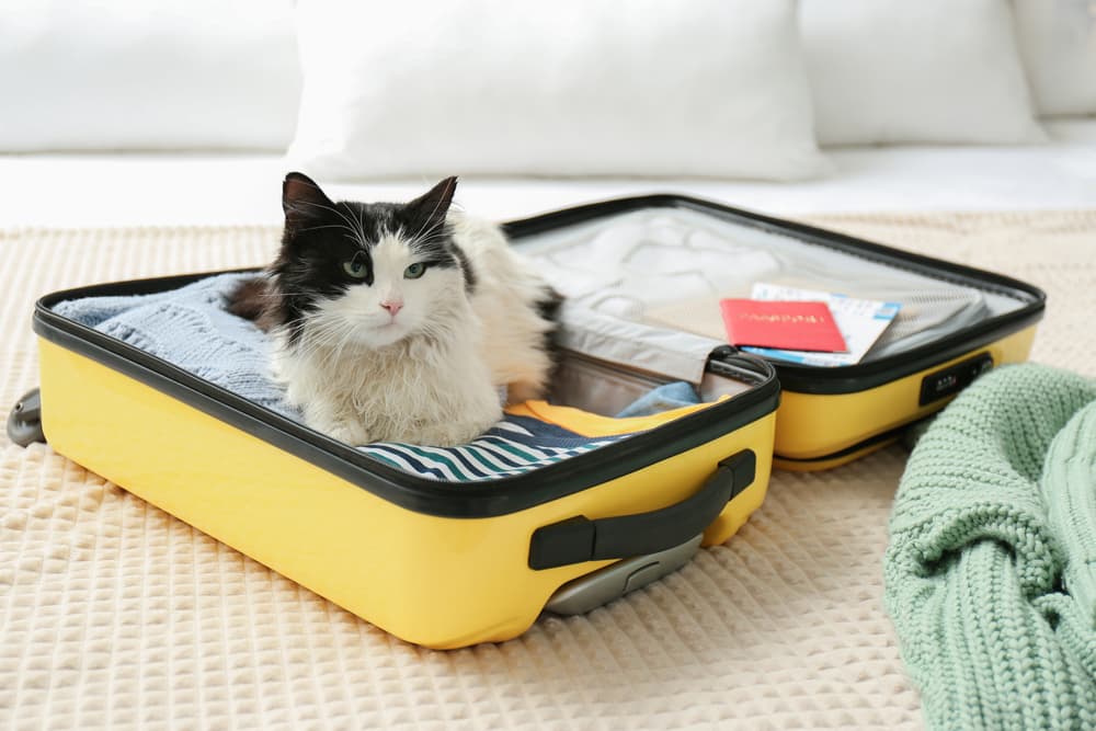 Best Travel Litter Box: 6 Portable Picks to Pack