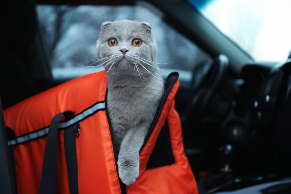 Cat in a travel case going on a trip