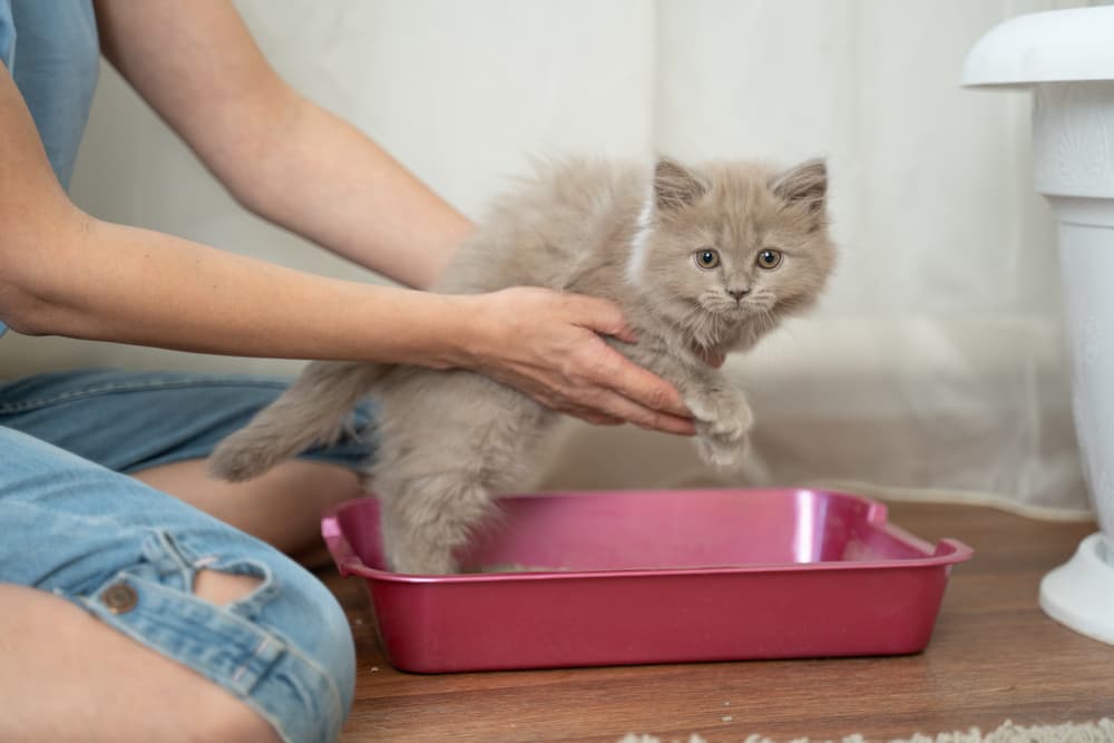 Kitty going into a litter box full of unscented cat litter