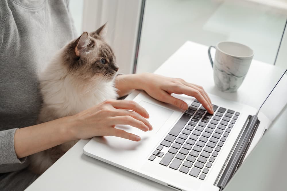 Woman at laptop working with cat