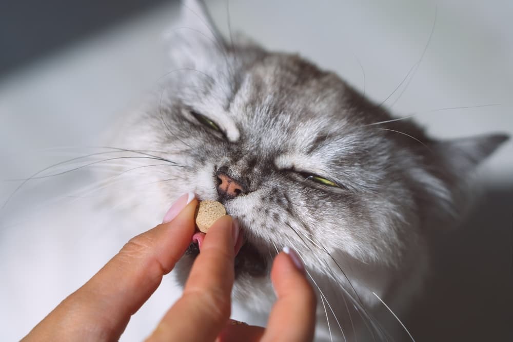Best UTI Supplements for Cats