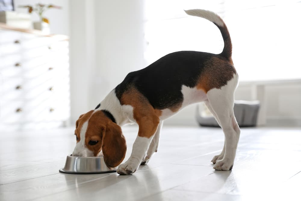 Dog eating food from bowl