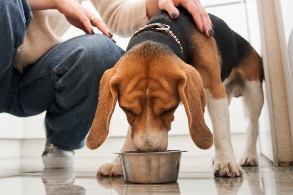 15 Best Wet Dog Food Formulas of 2024