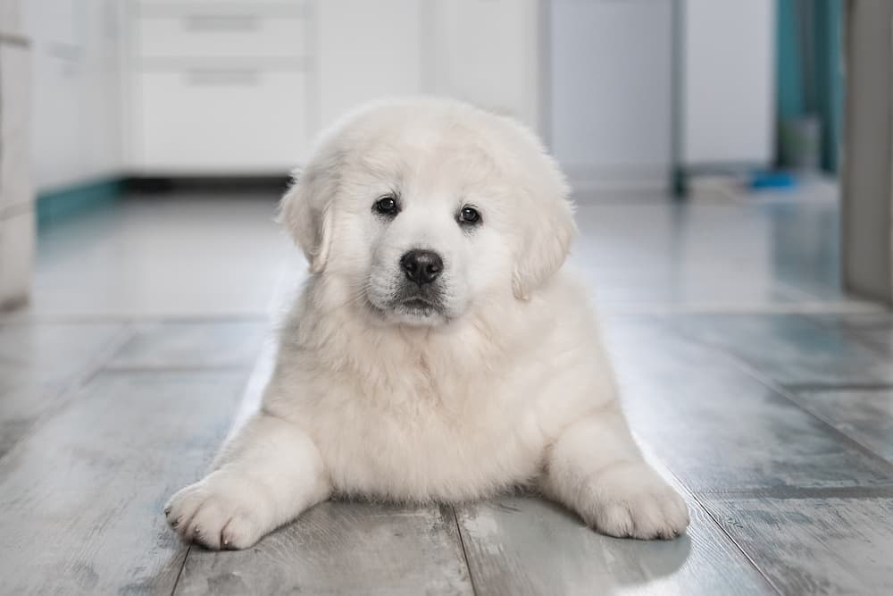 Dog laying down in the kitchen looking hungry