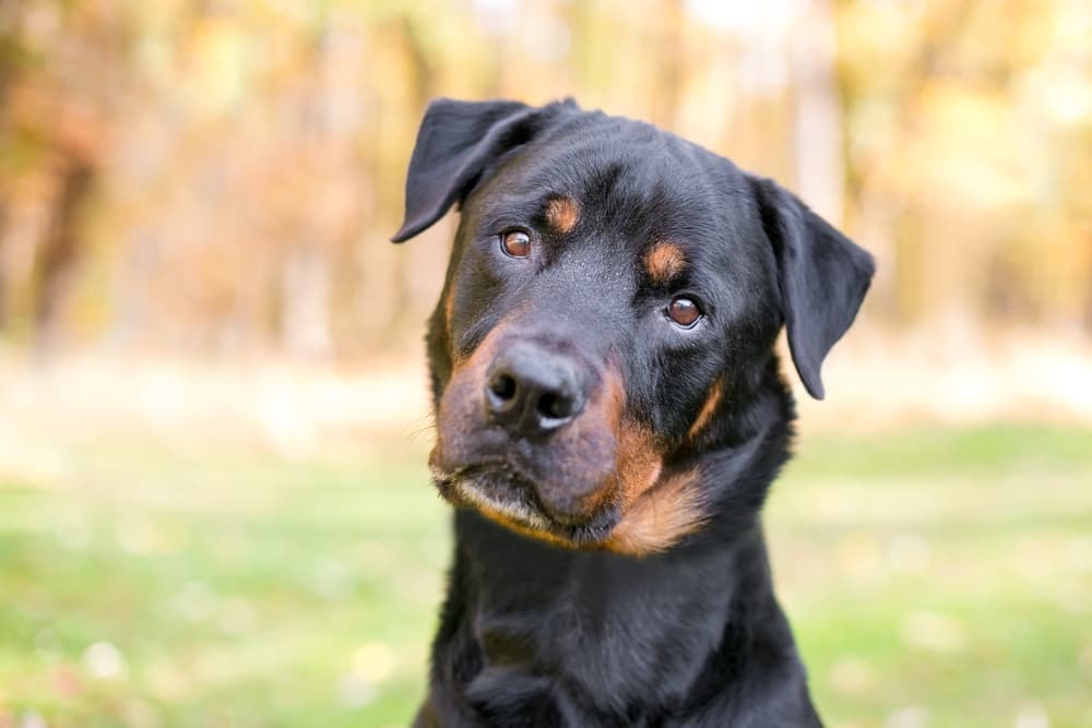 Dog outdoors head tilted