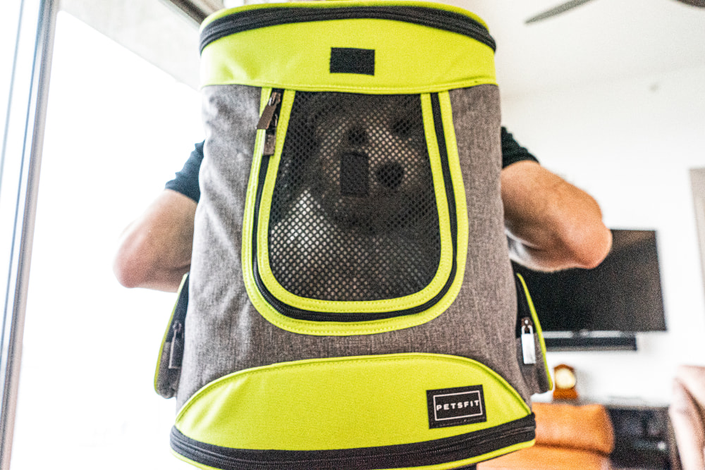 Dog in a backpack carrier